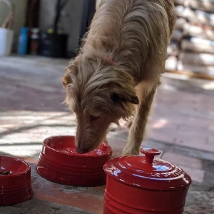 Bol cerámico para mascotas Le Creuset